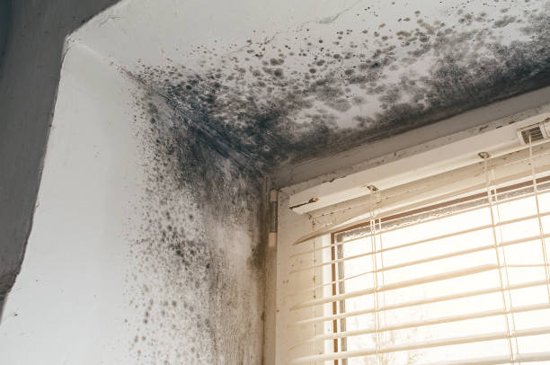 Affordable Black Mold Remediation solutions in Midland Park, NJ